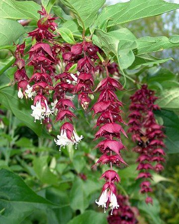 leycesteria formosa